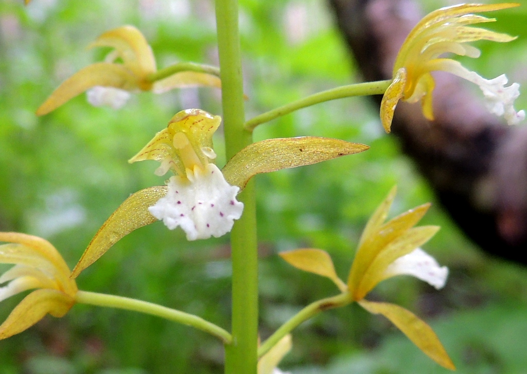 Изображение особи Oreorchis patens.