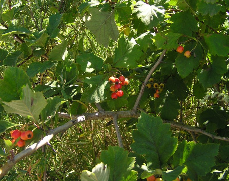 Image of Crataegus maximowiczii specimen.