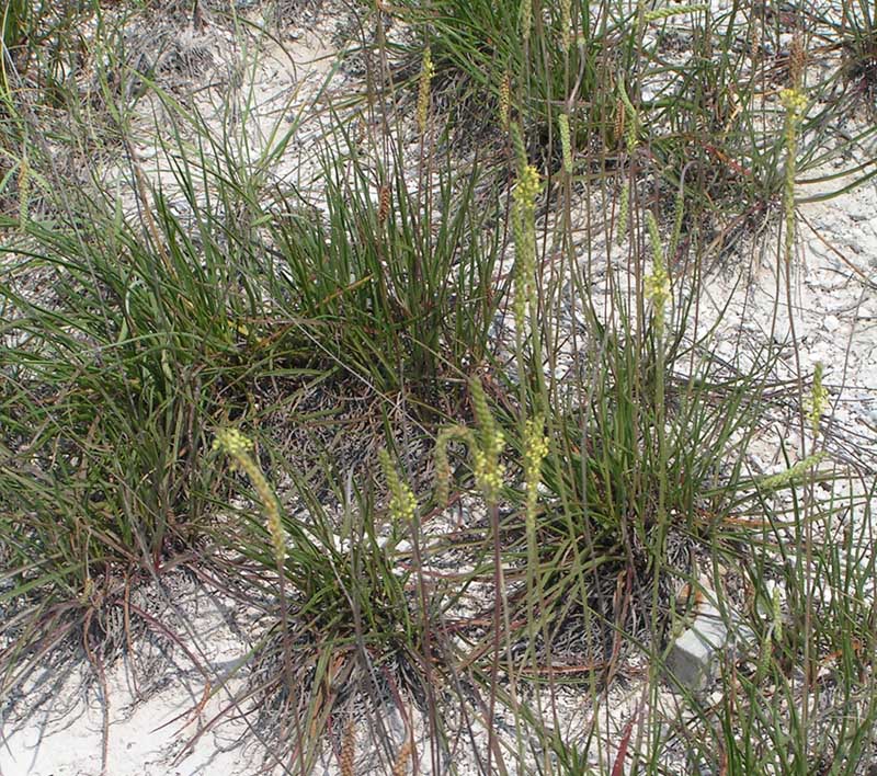 Image of Plantago salsa specimen.