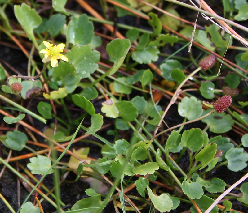 Image of Halerpestes sarmentosa specimen.