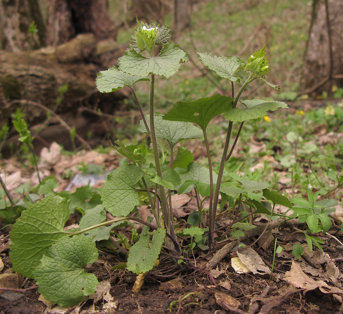 Image of Alliaria petiolata specimen.