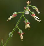 Circaea lutetiana ssp. quadrisulcata