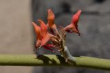Euphorbia lomelii. Веточка с соцветиями. Израиль, г. Тель-Авив, ботанический сад \"Сад кактусов\". 27.07.2015.