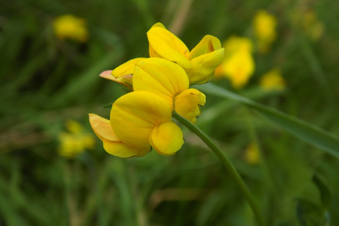 Image of Lotus ambiguus specimen.