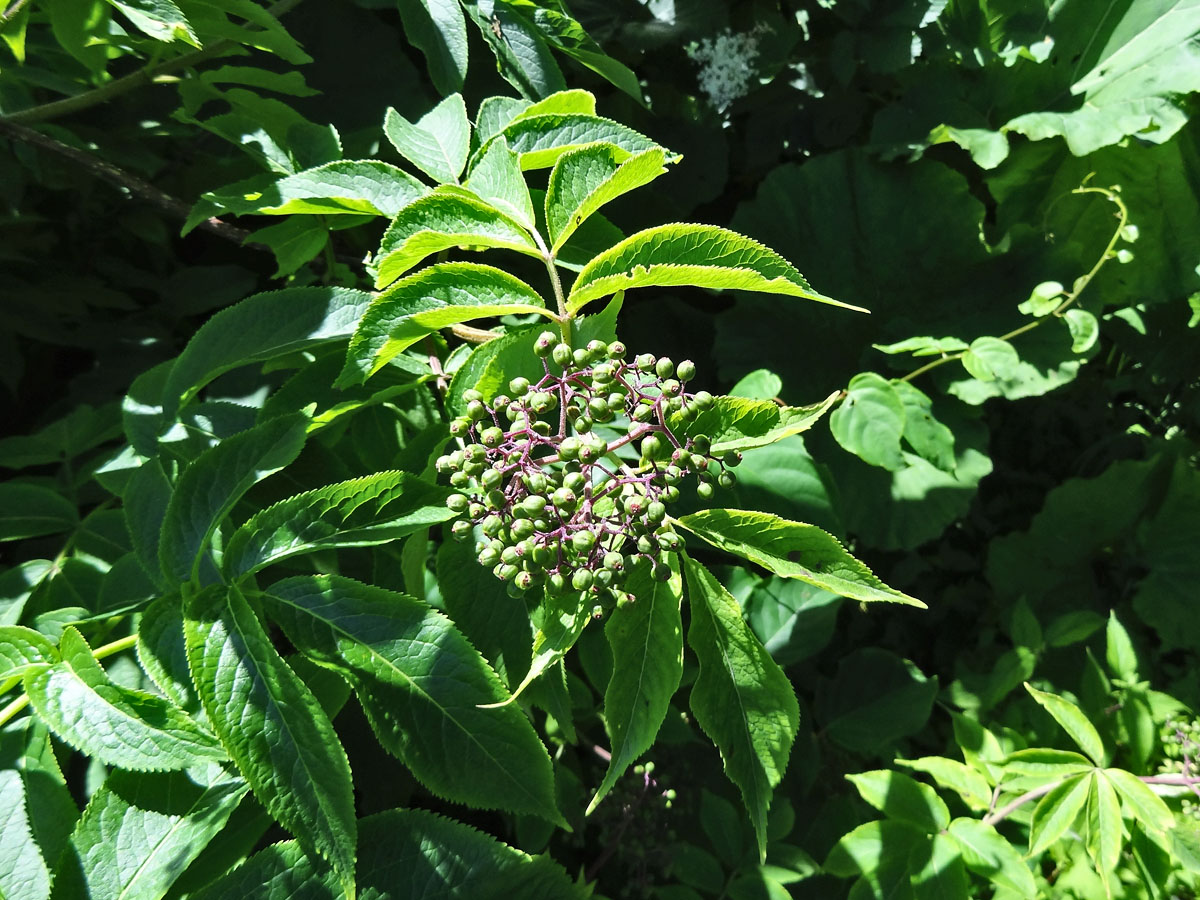 Image of Sambucus miquelii specimen.