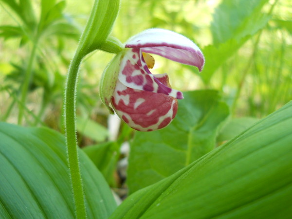 Image of Cypripedium guttatum specimen.