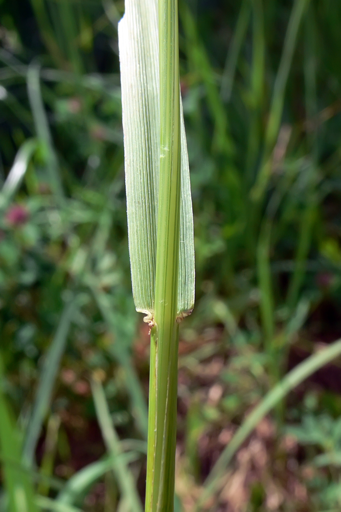 Изображение особи Festuca pratensis.