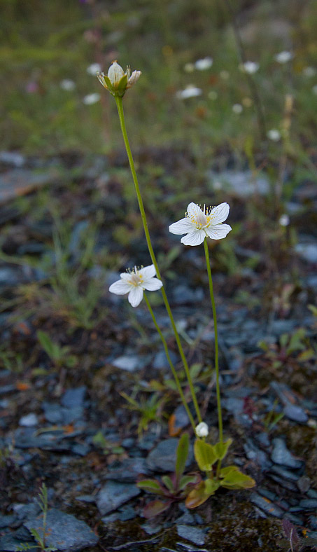 Image of Parnassia palustris specimen.