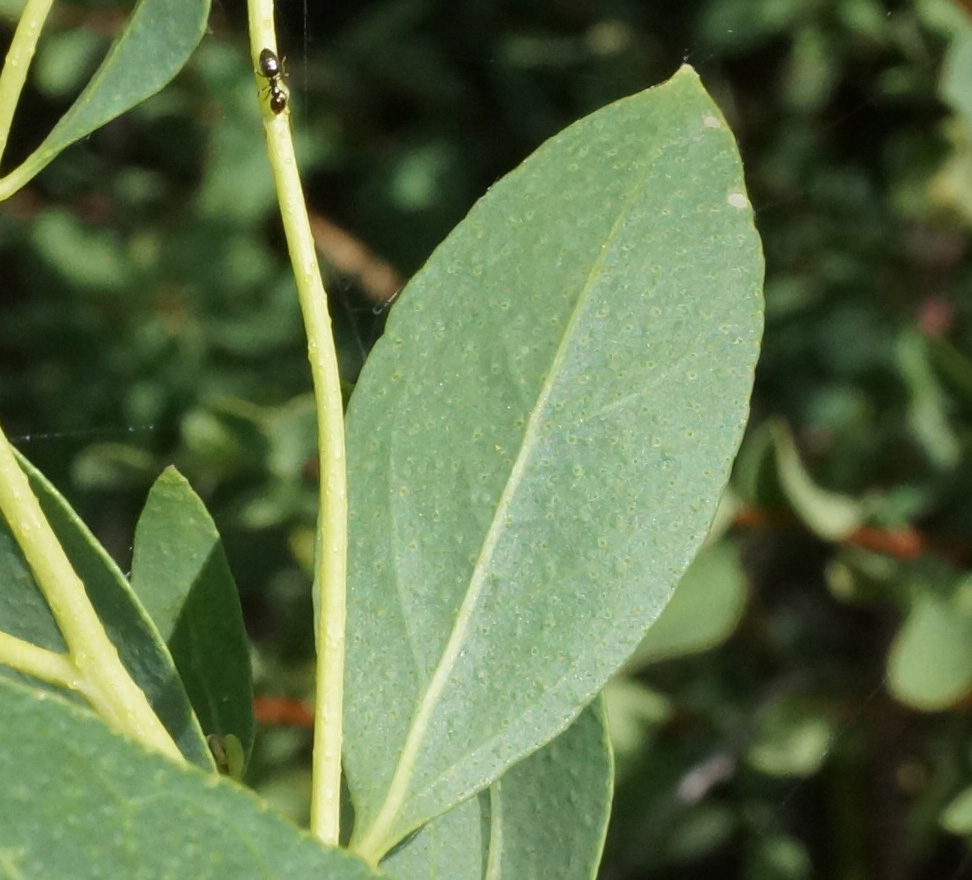 Image of Haplophyllum acutifolium specimen.