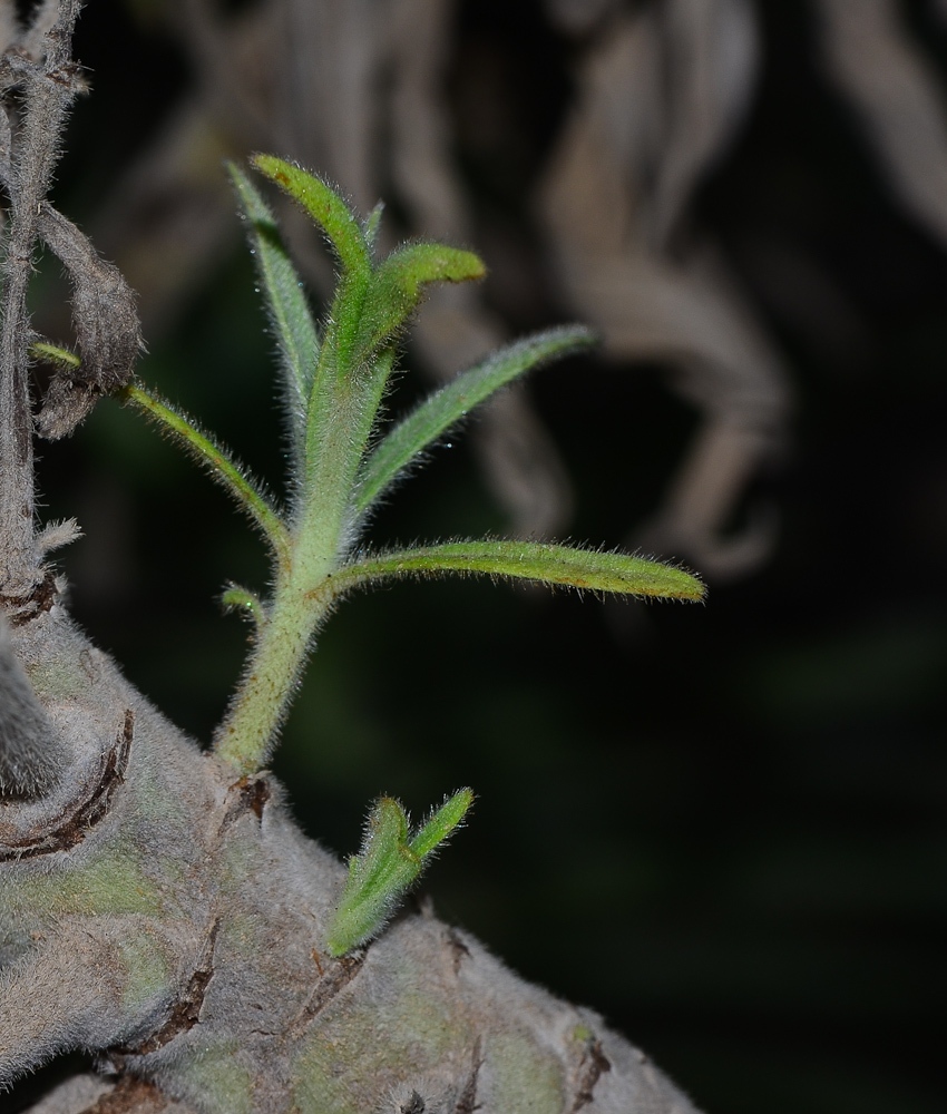 Image of Echium acanthocarpum specimen.