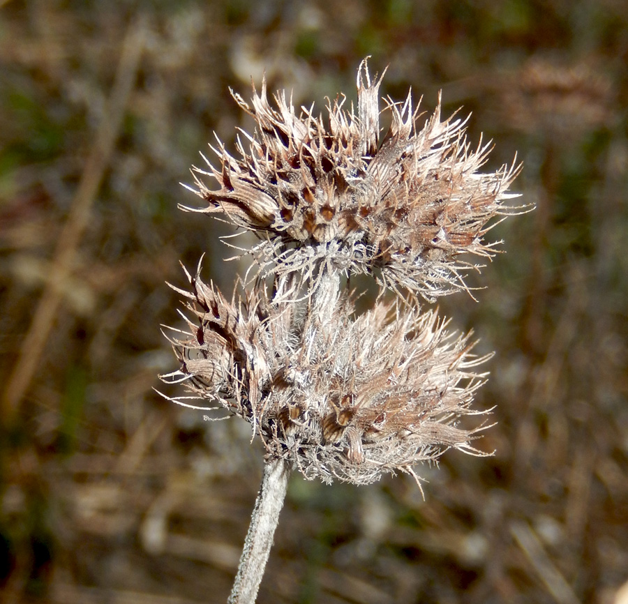 Изображение особи Clinopodium caucasicum.