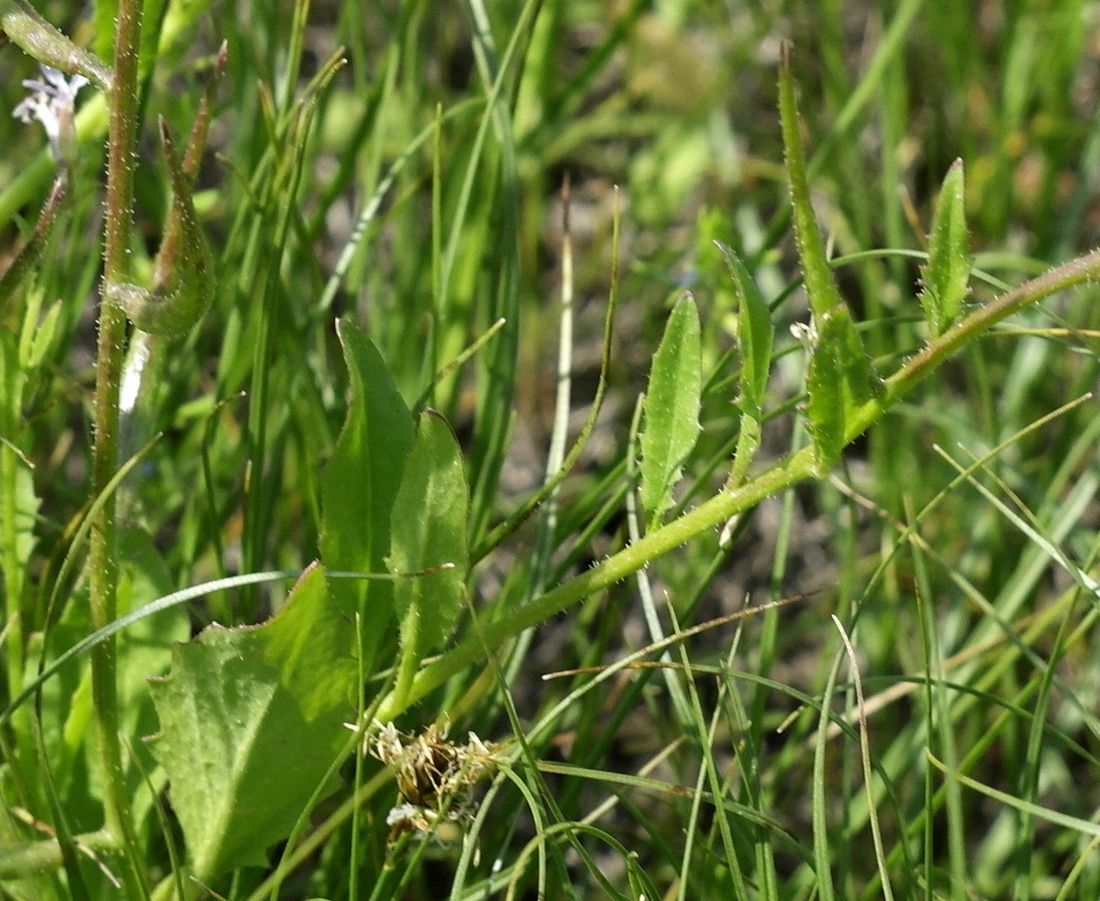 Image of Chorispora tenella specimen.