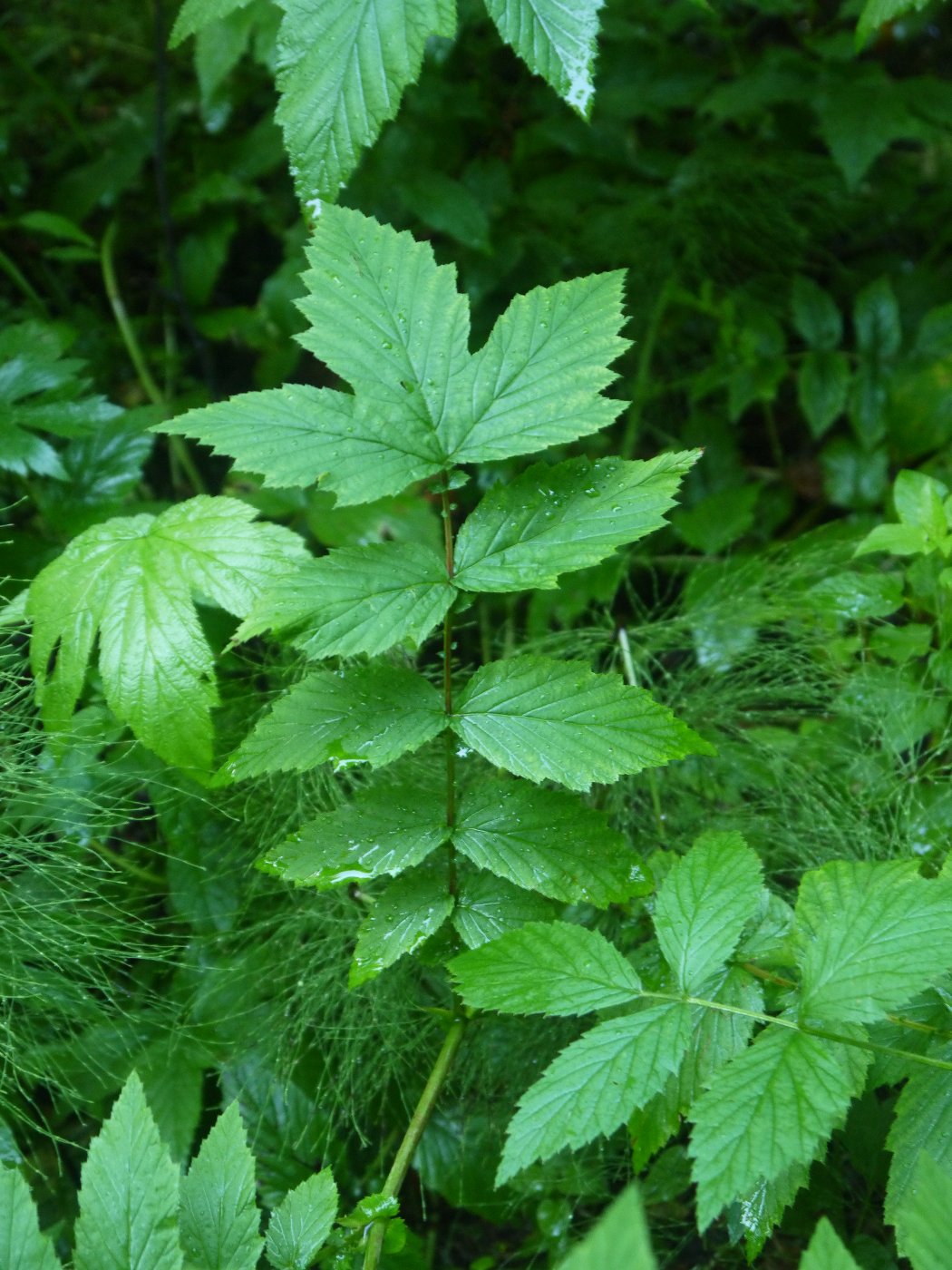 Image of Filipendula ulmaria specimen.