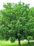 Pterocarya fraxinifolia. Растение с незрелыми плодами в городском озеленении. Нидерланды, Гронинген, 24 июня 2006 г.