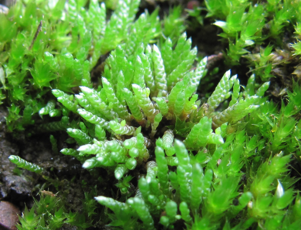 Image of Bryum argenteum specimen.