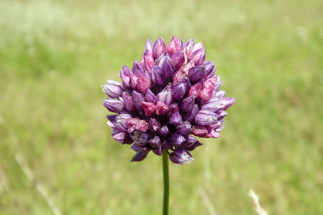 Image of Allium rotundum specimen.