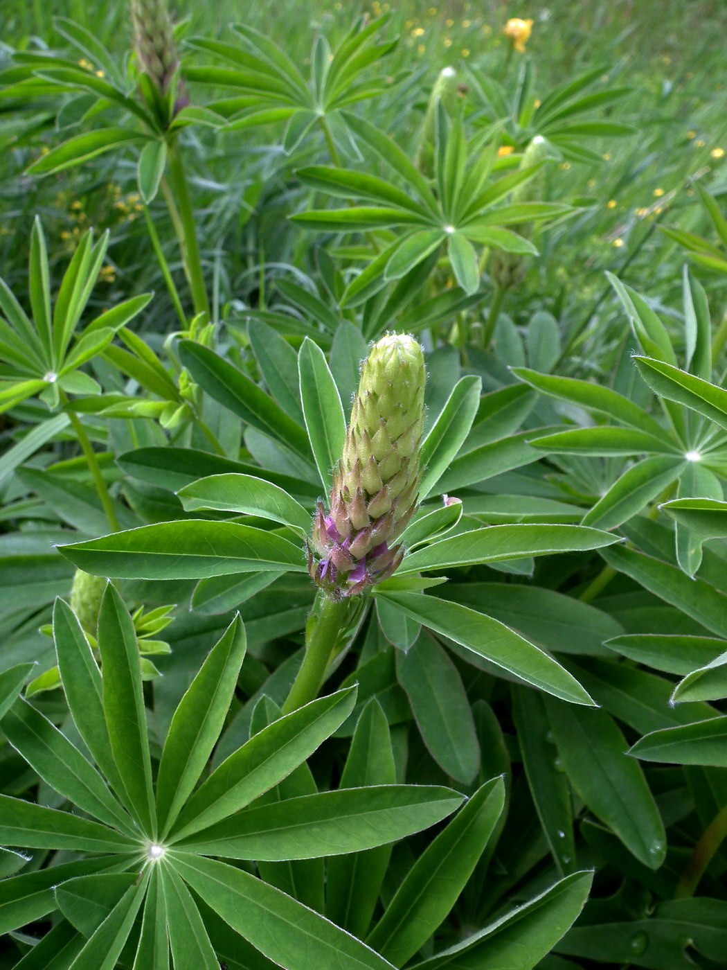 Изображение особи Lupinus polyphyllus.