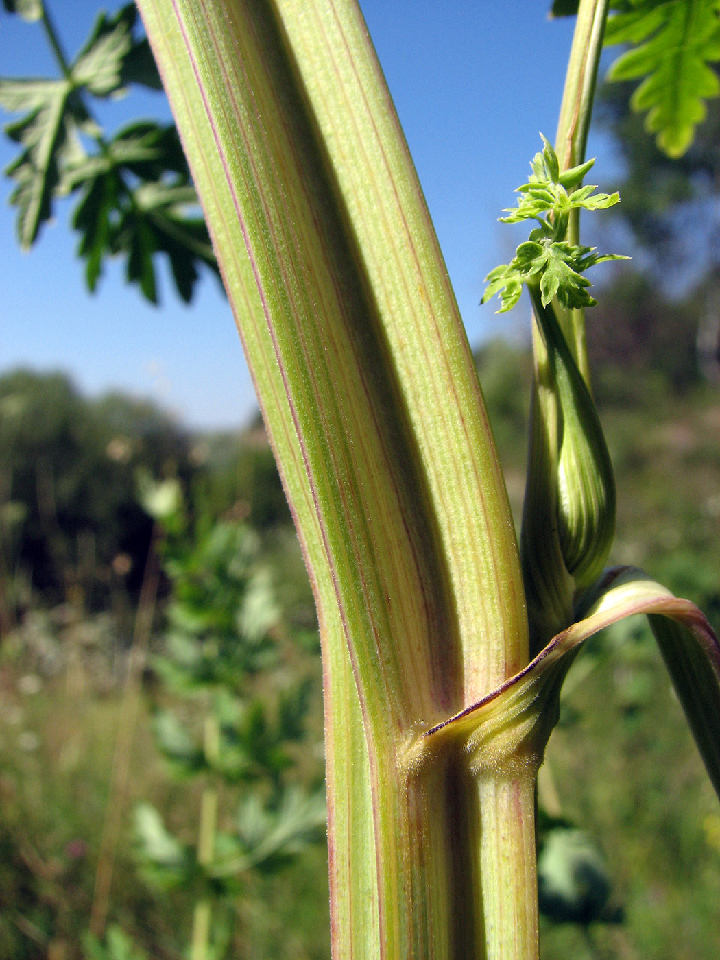 Image of Seseli libanotis specimen.