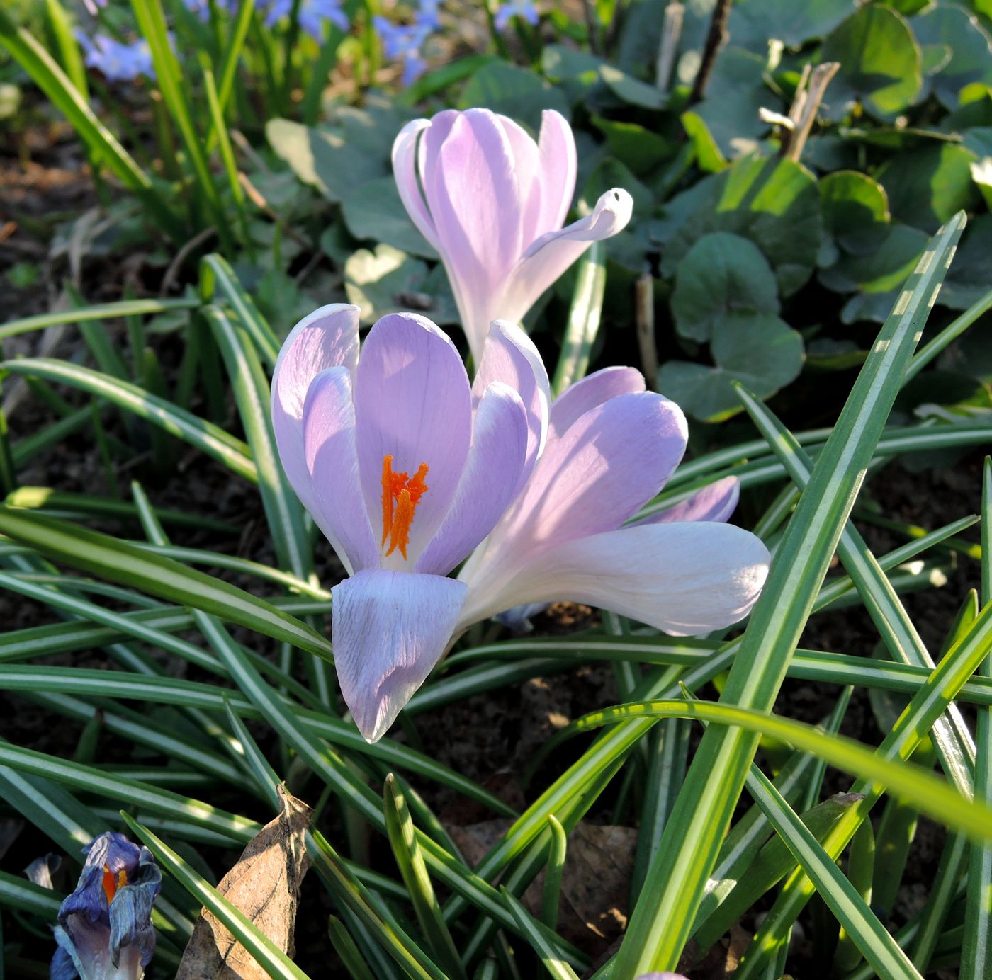 Изображение особи Crocus vernus.