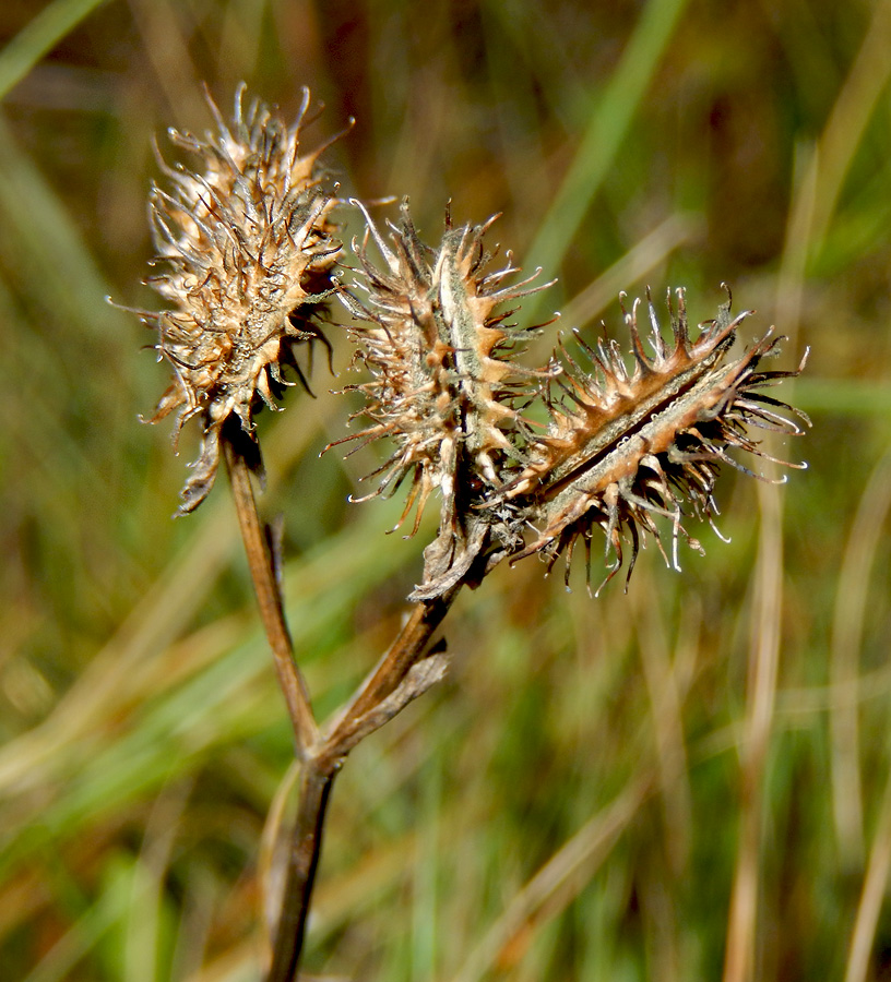 Image of Orlaya daucoides specimen.