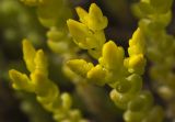 Sedum acre