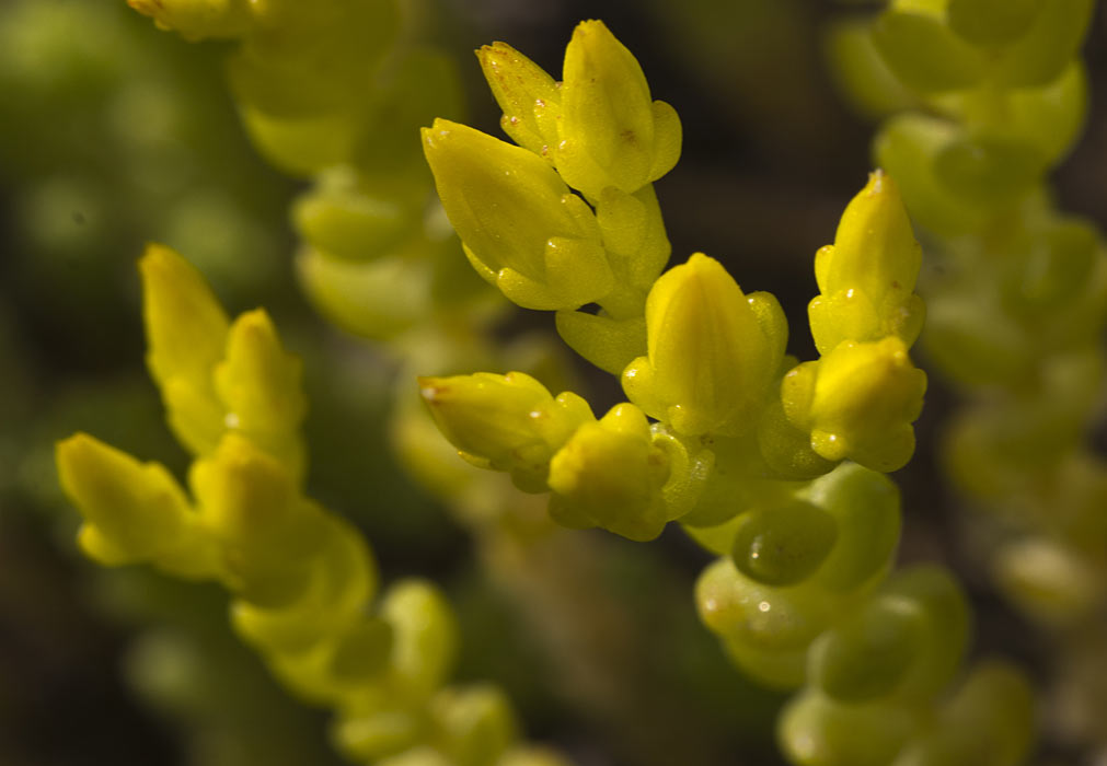 Image of Sedum acre specimen.