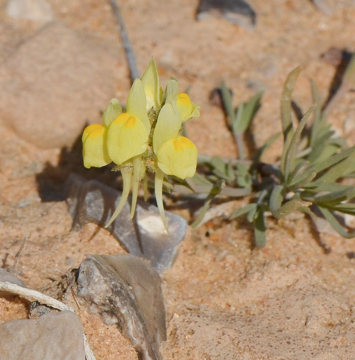 Изображение особи Linaria haelava.