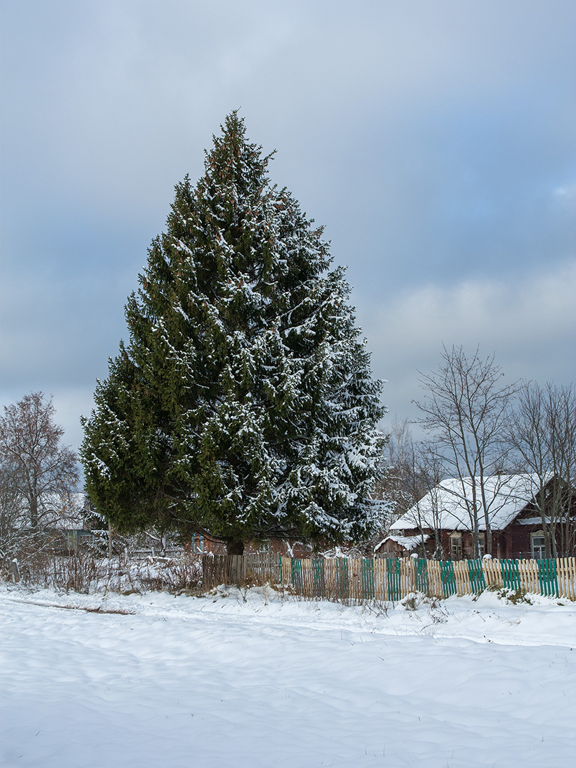 Изображение особи Picea abies.