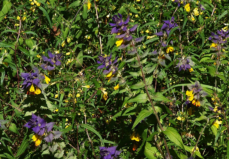 Image of Melampyrum nemorosum specimen.