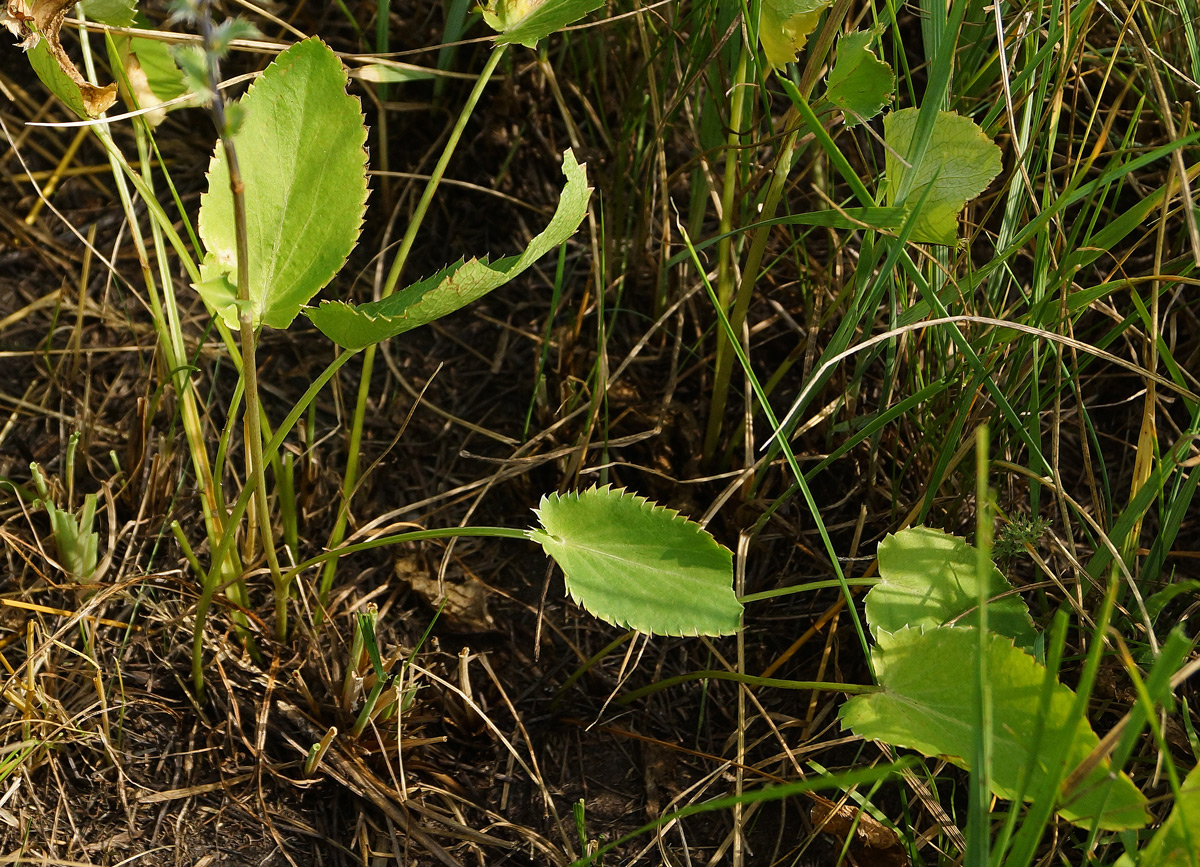 Image of Eryngium planum specimen.