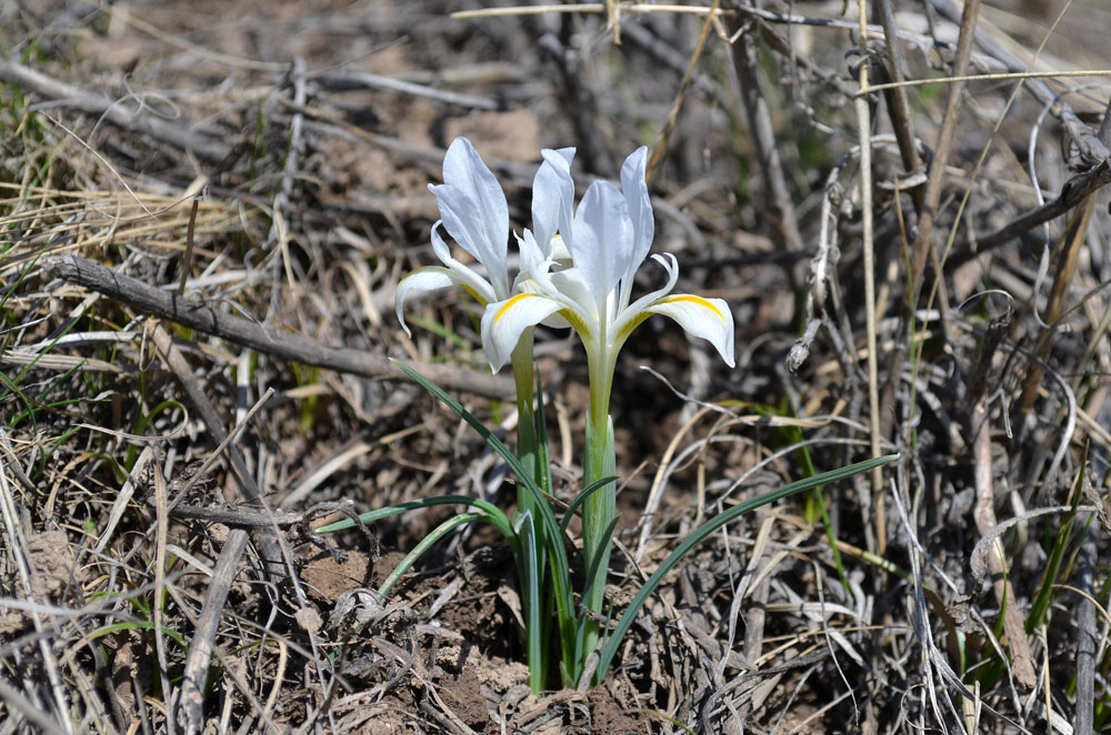 Image of Iridodictyum kolpakowskianum specimen.