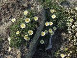 Dryas ajanensis