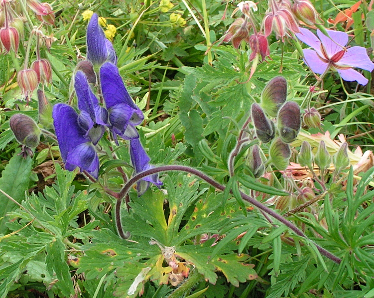 Image of Aconitum volubile specimen.