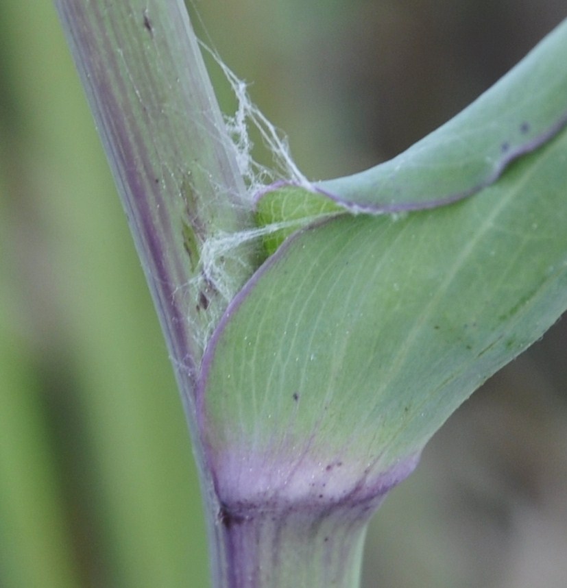 Изображение особи Tragopogon australis.