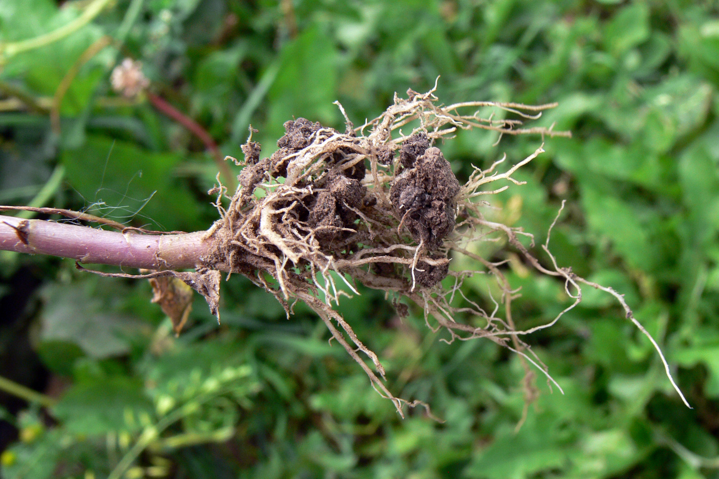 Image of Senecio vulgaris specimen.