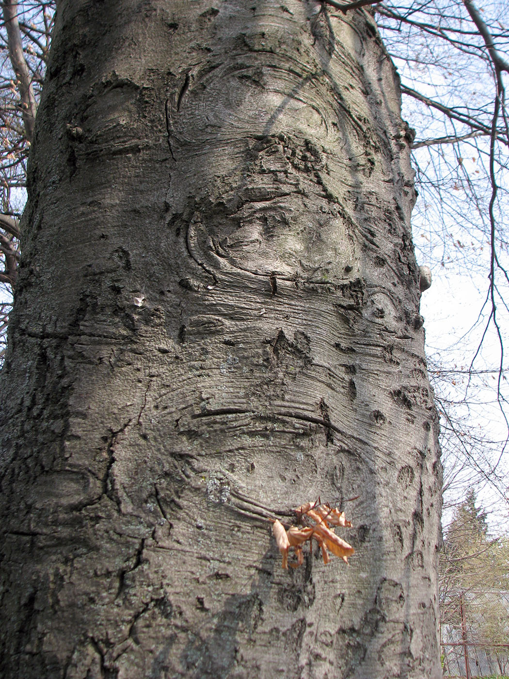 Image of Fagus sylvatica specimen.