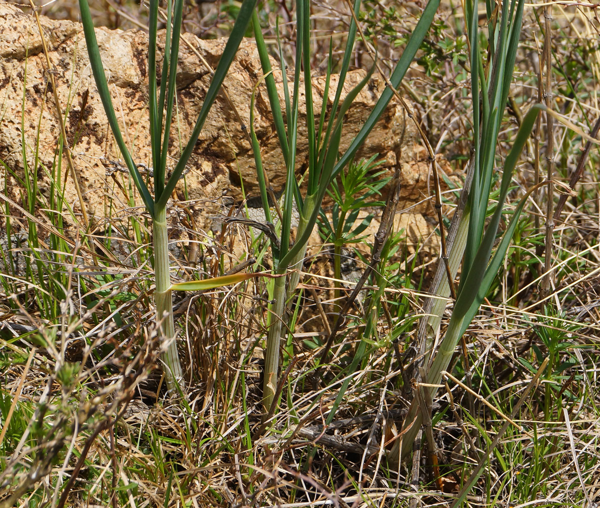 Изображение особи Allium montanostepposum.