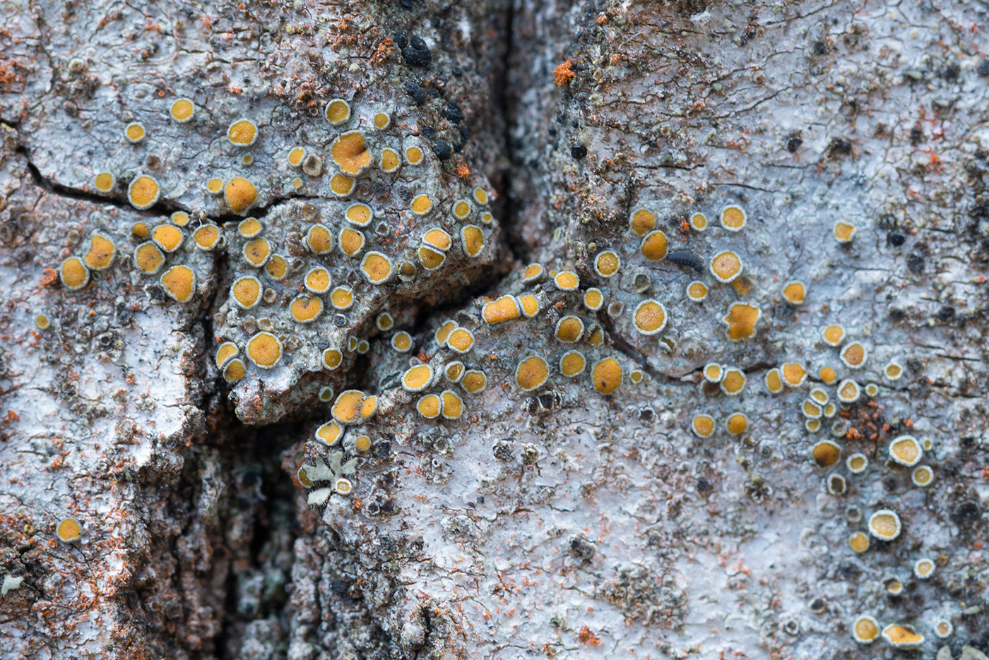 Image of Caloplaca cerina specimen.