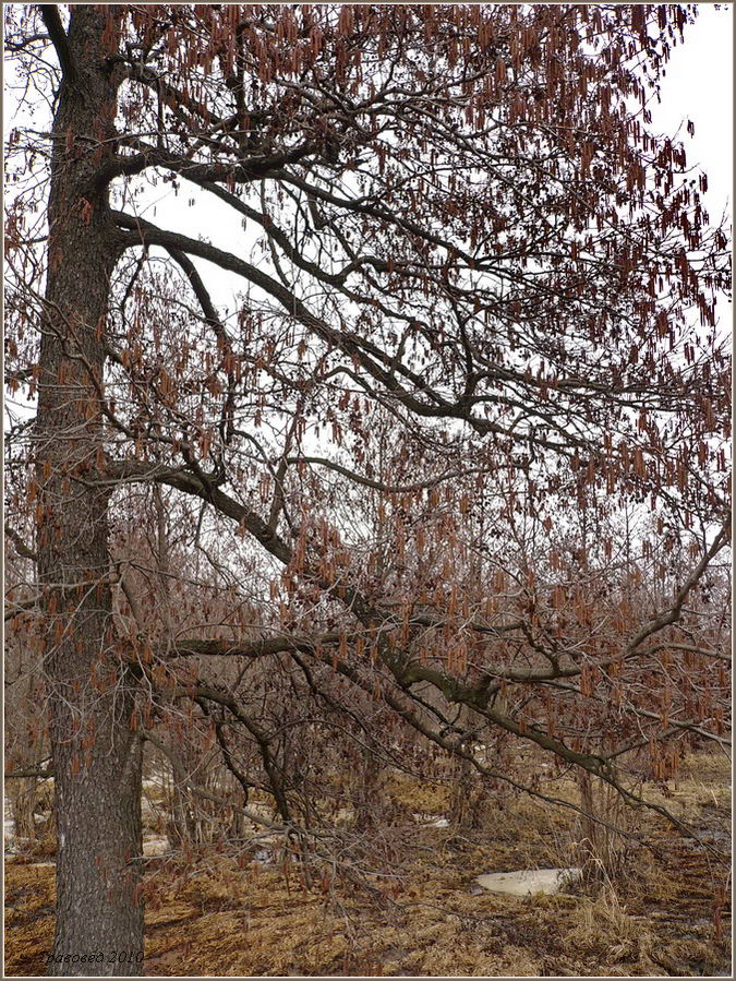 Image of Alnus glutinosa specimen.