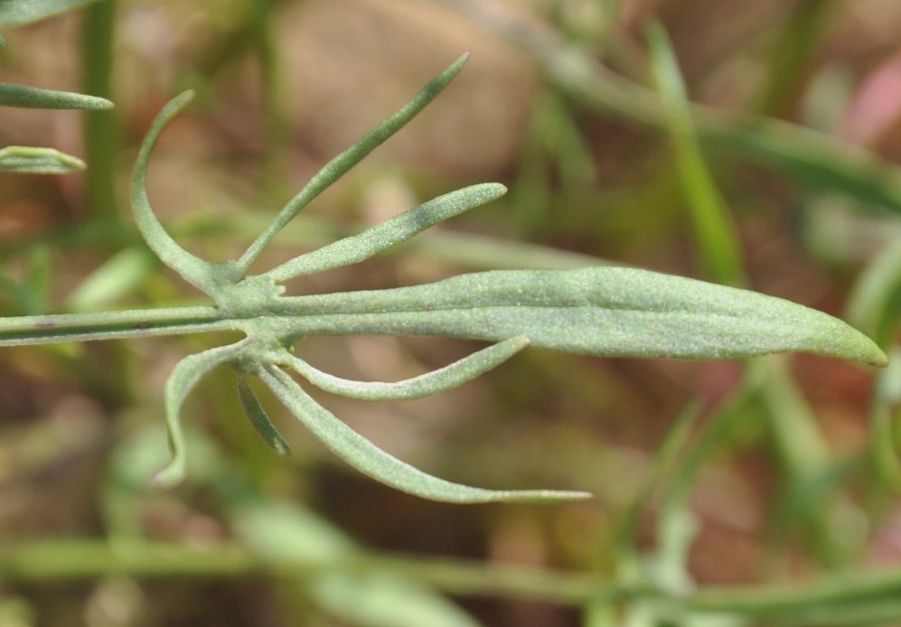 Image of Rumex acetosella specimen.