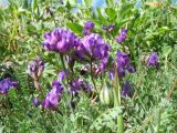 genus Oxytropis. Верхушка цветущего растения (внутри растения - плодоносящий Tulipa dasystemonoides). Южный Казахстан, Таласский Алатау, запов. Аксу-Жабаглы, урочище Каскабулак, выс. 3100 м н.у.м., субальпийский луг на моренных отложениях. 16 июля 2017 г.