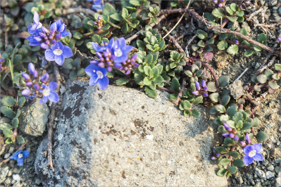 Image of Veronica liwanensis specimen.