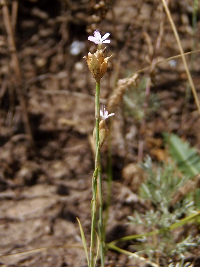 Image of Petrorhagia prolifera specimen.