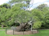 Brachychiton rupestris. Старое дерево. Австралия, г. Сидней, ботанический сад. 30.03.2016.