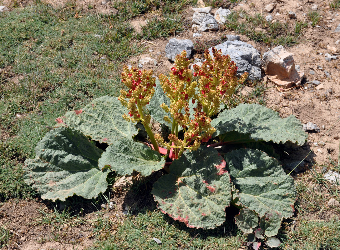 Image of Rheum fedtschenkoi specimen.