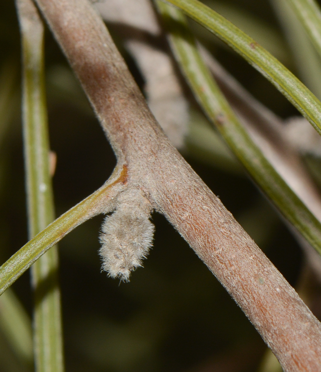 Image of Hakea scoparia specimen.