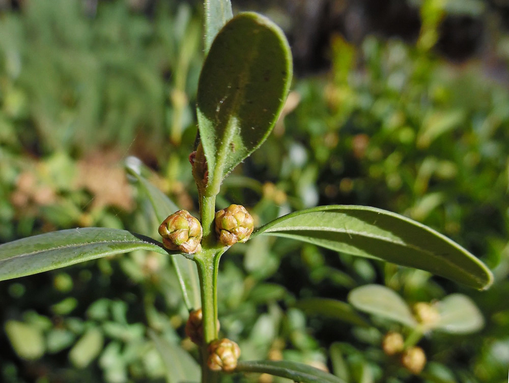 Image of Buxus sempervirens specimen.