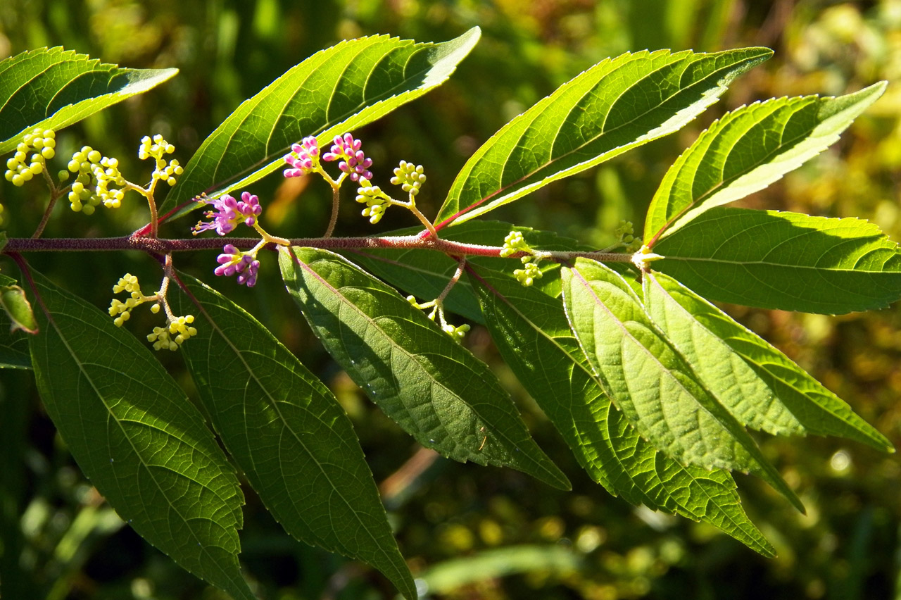 Image of genus Callicarpa specimen.