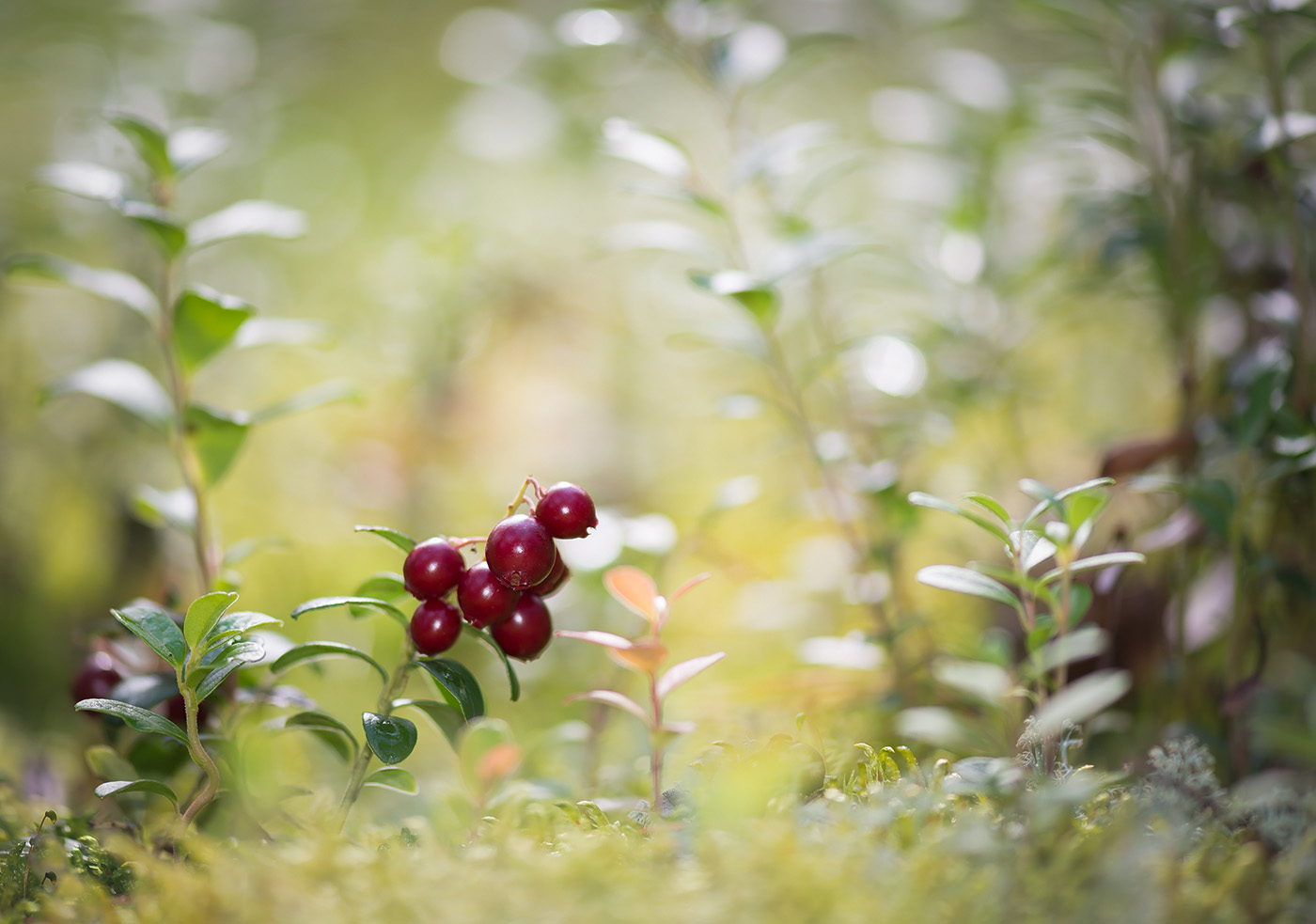 Image of Vaccinium vitis-idaea specimen.