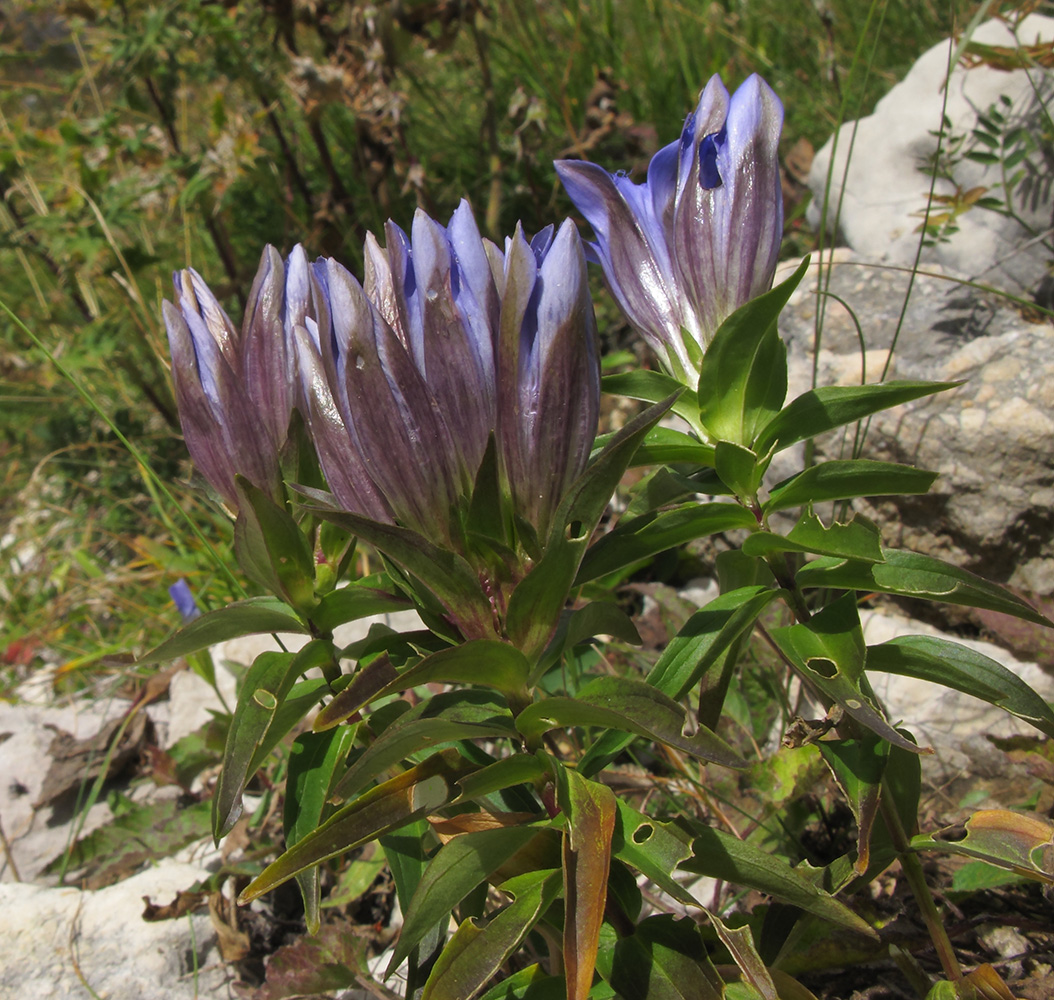 Изображение особи Gentiana septemfida.